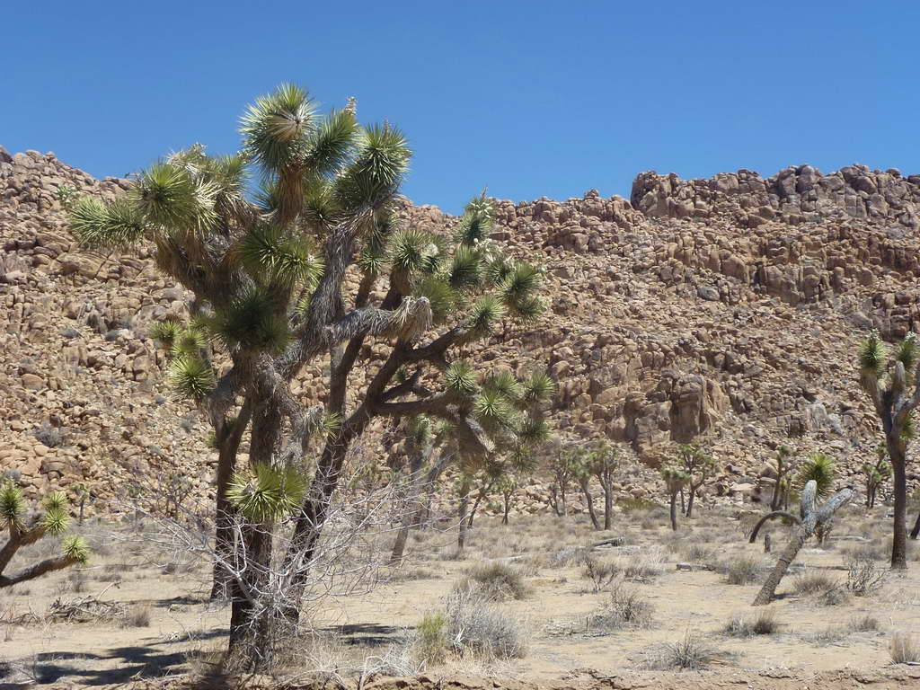 Joshua Tree National Park